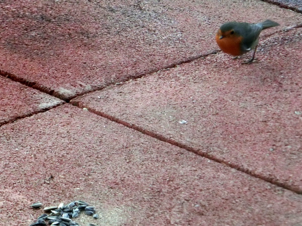 Robin has espied food