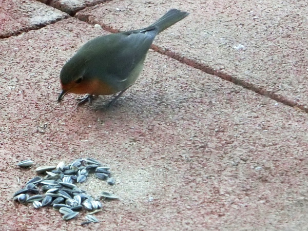 Robin examines the food critically