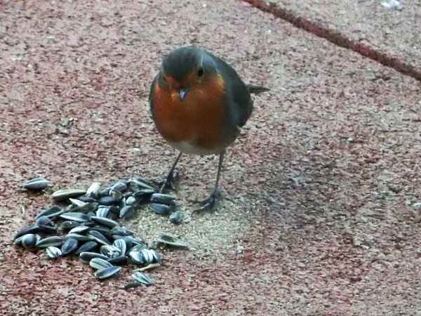 Robins are no vegetarians!