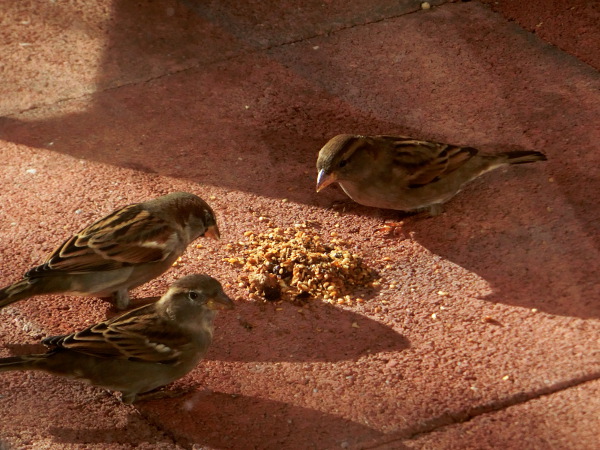 Three sparrows discuss about the partition of the food