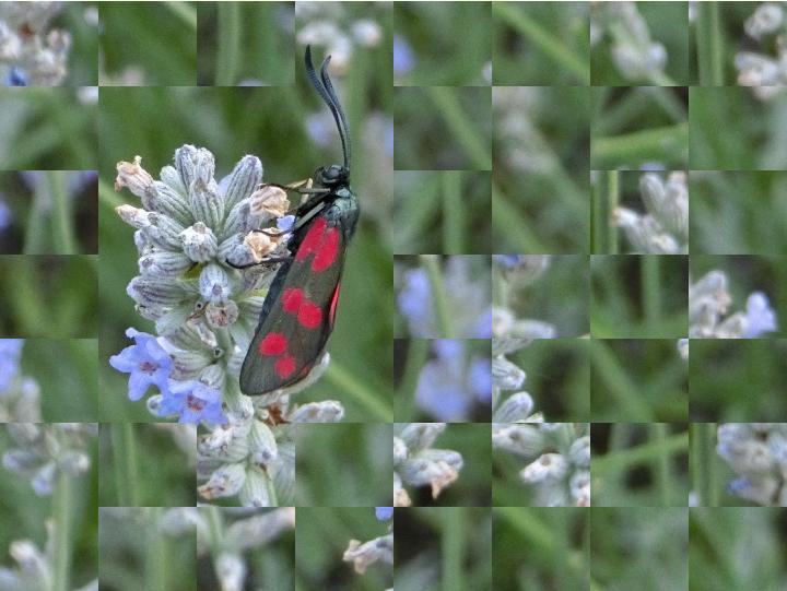 Partly solved jigsaw