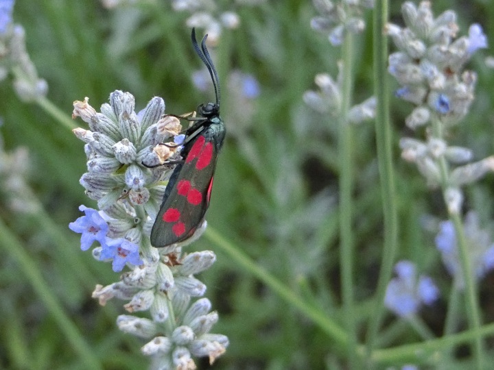 Finished jigsaw game