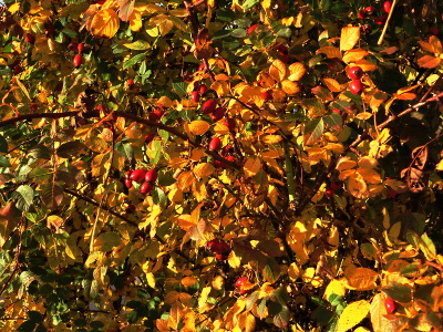 A hip bush in the autumn shows its colourfulness