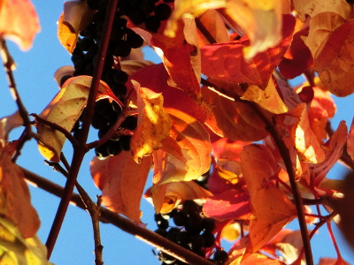 Autumnal rowan berry bush in front of blue sky