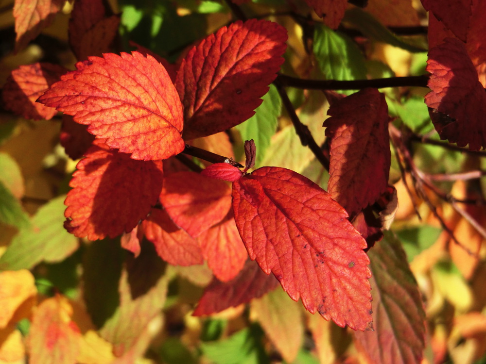 Autumnal leaves with a beautiful structure