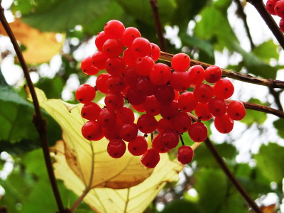 Red berry in the autumn