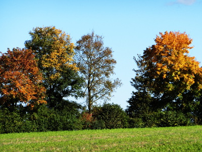 Trees in the Autumn