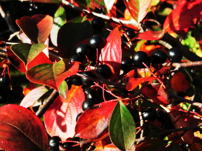 Autumnal still live with berries