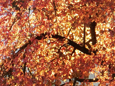 Close-up view of an autumnal tree
