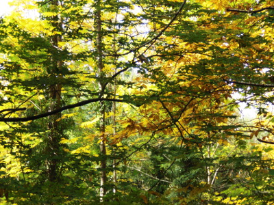 Autumn: The forest colours yellow