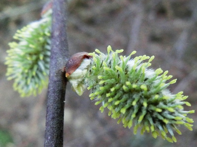 Pussy willows announce the end of the winter