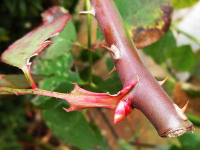 Buding: In this state the roses are only to divine