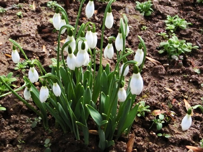 Snowdrop