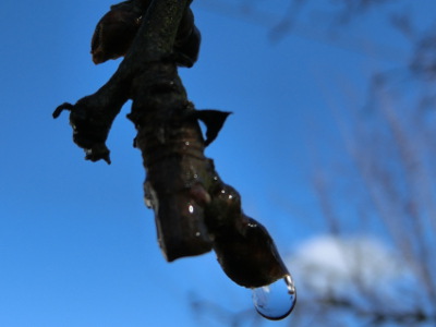 The winter draws back