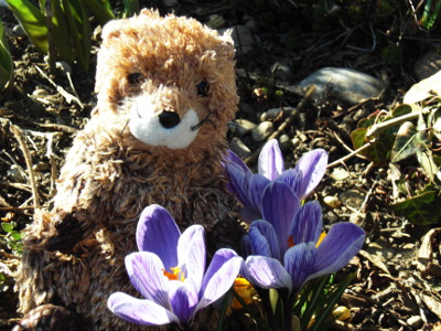 Punxsutawney Phil the groundhog from the Groundhog Day