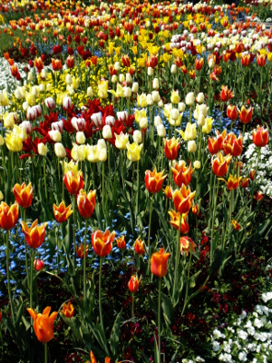 Ocean of blossoms in all colours of the prosping