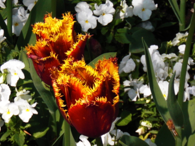 Two tulips protrude from white flowers