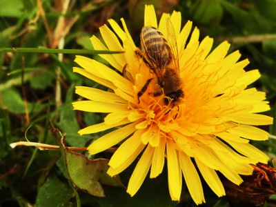 Löwenzahn mit Biene