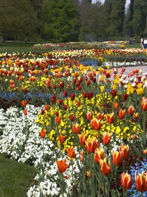 Tulips to the horizon