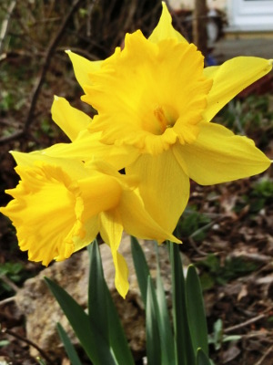 Daff or lent lily