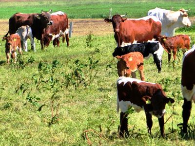 Cows and calves