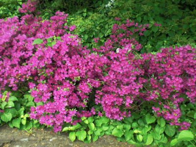 Colourful bush in the Sing summer