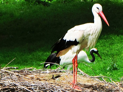Stork