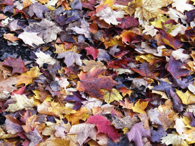Foliage lie on the earth and the colours are fading