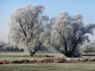 Trees in the winter