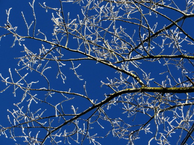 A winter picture. Bare, simple and beautiful