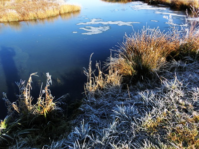 The colours of the winter: White, blue and sallow